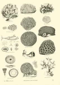 Página del Museo Pictórico de la Naturaleza Animada