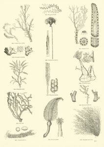 Página del Museo Pictórico de la Naturaleza Animada de English School