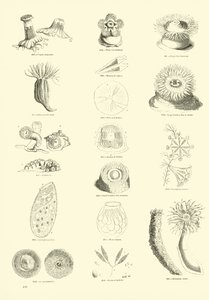 Página del Museo Pictórico de la Naturaleza Animada de English School