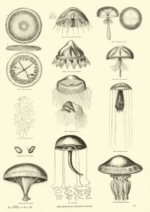 Página del Museo Pictórico de la Naturaleza Animada