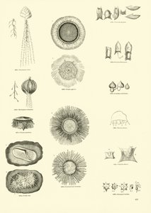 Página del Museo Pictórico de la Naturaleza Animada de English School