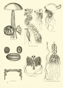 Página del Museo Pictórico de la Naturaleza Animada