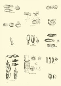 Página del Museo Pictórico de la Naturaleza Animada de English School