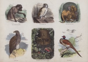 Página del Libro de Imágenes Atractivas de English School