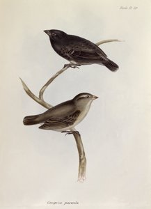 Pareja de Geospiza Parvula, ilustración de La Zoología del Viaje del H.M.S. Beagle, 1832-36, por Charles Darwin (1809-92), 1840 de English School