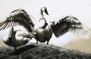 Pareja de cisnes