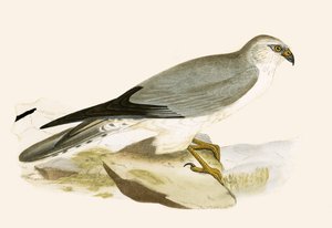 Aguilucho pálido, ilustración de 