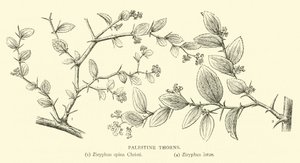 Espinas de Palestina