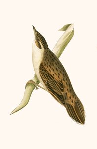 Locustela de Pallas, ilustración de 