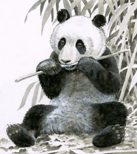 Panda masticando bambú