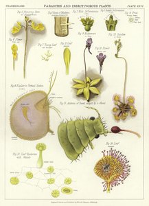Parásitos y plantas insectívoras