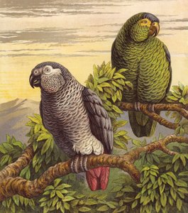 Loros (litografía en color)
