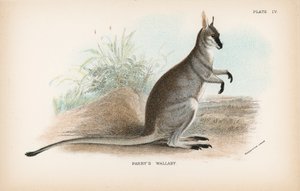 Wallaby de Parry de English School