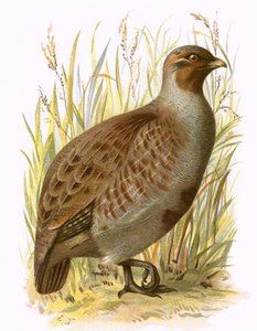 Perdiz