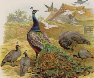 Pavos reales en un corral