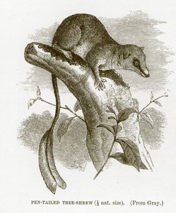 Musaraña arborícola de cola de pluma, ilustración de The Royal Natural History de English School