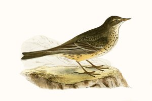 Bisbita de Pensilvania, ilustración de 