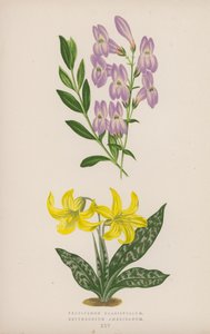 Pentstemon Crassifolium; Erythronium Americanum (litografía en color) de English School