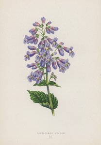 Pentstemon Ovatum (litografía en color) de English School
