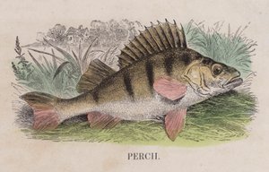 Perca