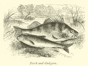 Perca y Gobio