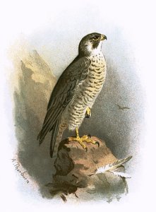 Halcón peregrino