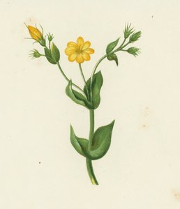 Hierba amarilla perfoliada, Chlora perfoliata (litografía en color) de English School