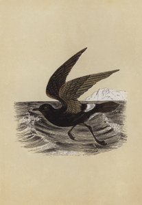 Petrel (litografía en color) de English School