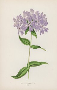 Phlox Divaricata (litografía en color) de English School