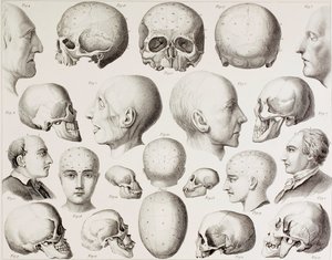 Ilustración frenológica mostrando las relaciones psicológicas del cerebro, de una impresión del siglo XIX