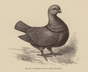 Palomas: Leghorn Runt, de Eaton (grabado)