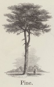 Pino (grabado)