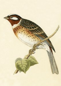 Escribano palustre, ilustración de 