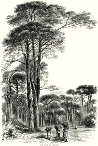 Bosque de pinos cerca de Rávena (grabado) de English School