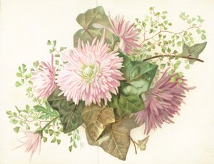 Flores rosadas (Dalia) de English School