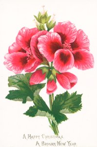 Flores rosas, tarjeta de Navidad de English School
