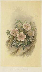 Cincoenrama rosa de English School