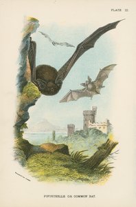 Pipistrelle o Murciélago Común de English School