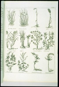 Plantas de Culpepers English Physician and Complete Herbal, publicado en 1790 de English School