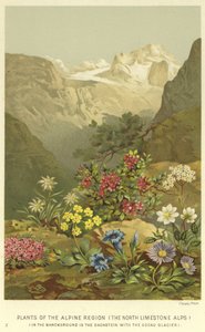 Plantas de la región alpina, los Alpes de piedra caliza del norte de English School