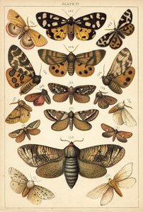 Placa de Mariposas y Polillas de Nuestro País de English School