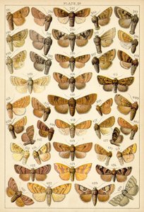 Placa de Mariposas y Polillas de Nuestro País