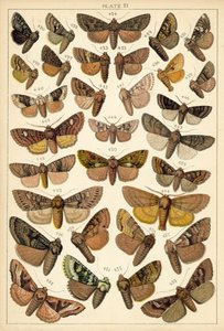 Placa de Mariposas y Polillas de Nuestro País