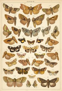 Placa de Mariposas y Polillas de Nuestro País
