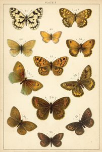 Placa de Mariposas y Polillas de Nuestro País de English School