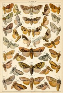 Placa de Mariposas y Polillas de Nuestro País