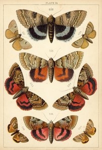 Placa de Mariposas y Polillas de Nuestro País de English School