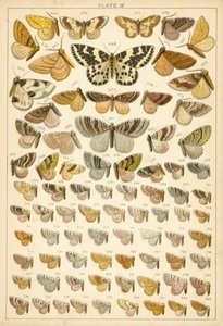 Placa de Mariposas y Polillas de Nuestro País de English School