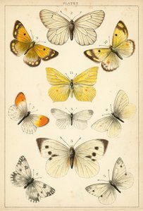 Placa de Mariposas y Polillas de Nuestro País