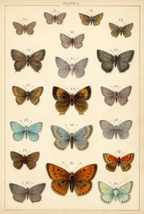 Placa de Mariposas y Polillas de Nuestro País de English School